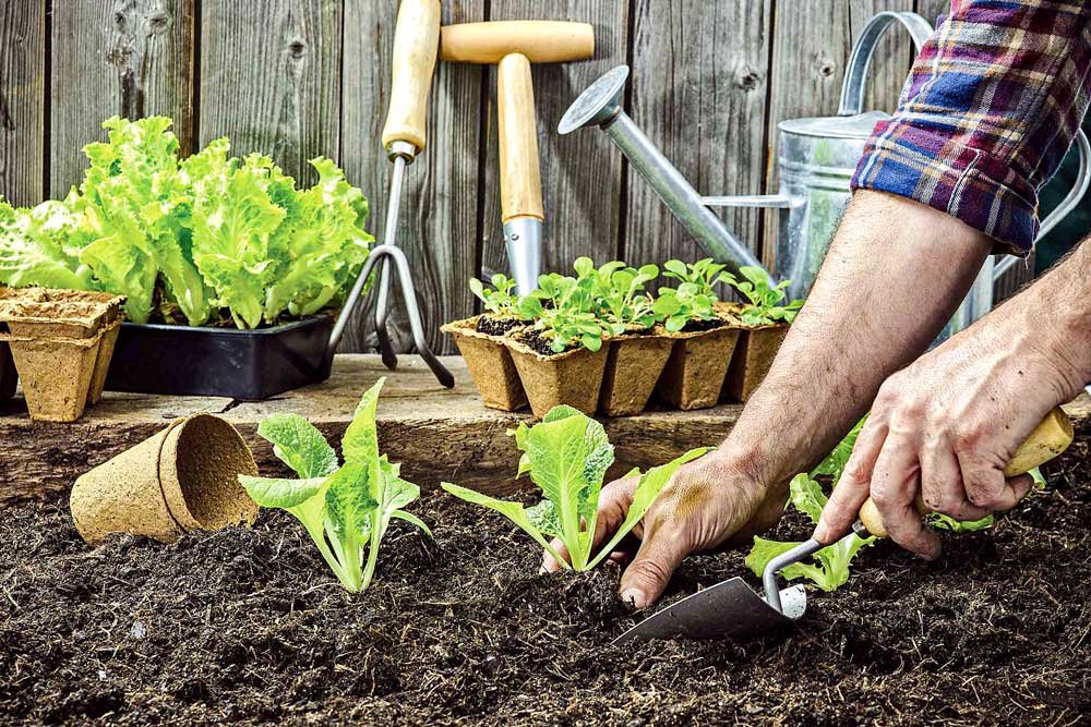 Huerta en Casa